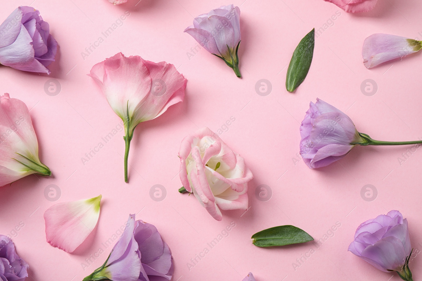 Photo of Flat lay composition with beautiful Eustoma flowers on pink background