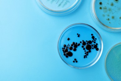 Photo of Petri dishes with different bacteria colonies on light blue background, flat lay. Space for text