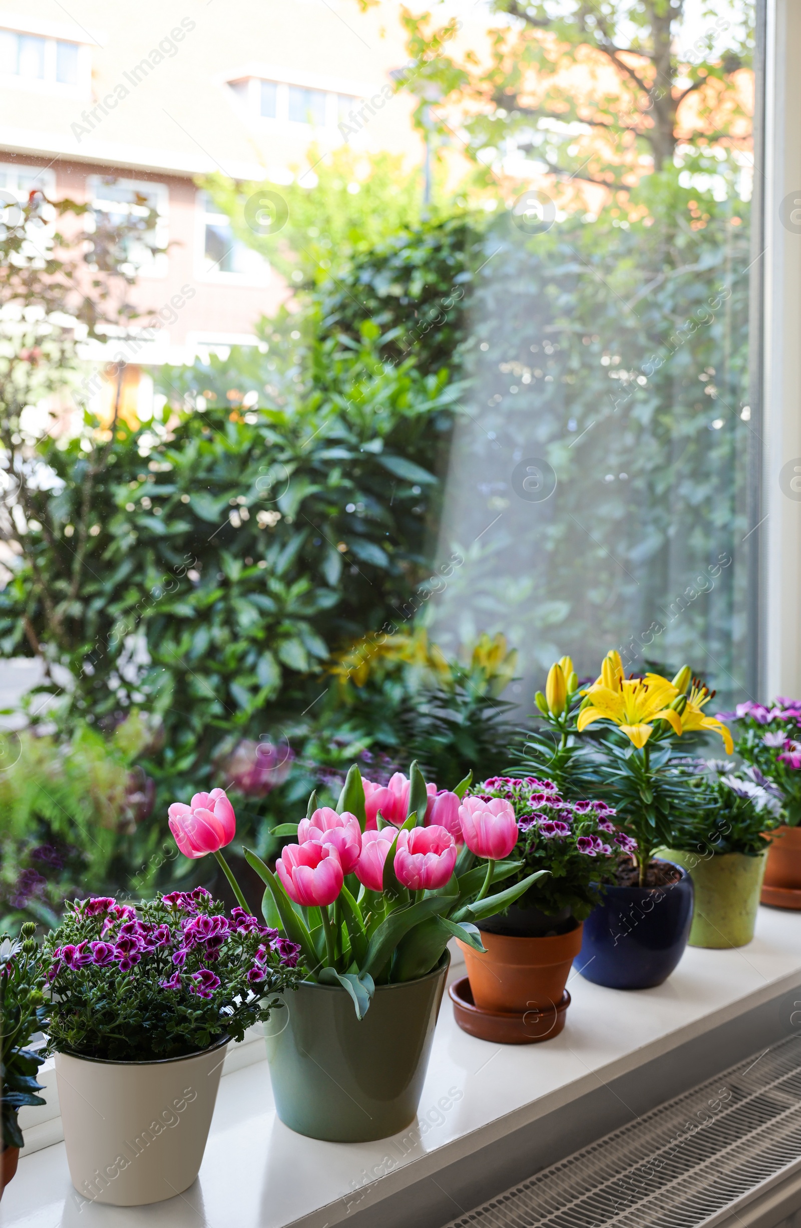 Photo of Many beautiful blooming potted plants on windowsill indoors