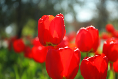 Photo of Blossoming tulips outdoors on sunny spring day