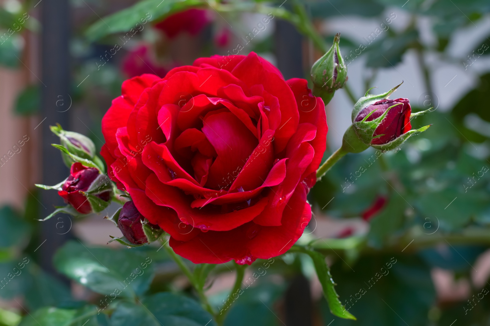 Photo of Bush with beautiful blooming roses in garden on sunny day, closeup