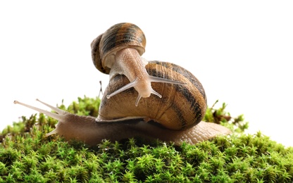 Photo of Common garden snails on green moss against white background, closeup