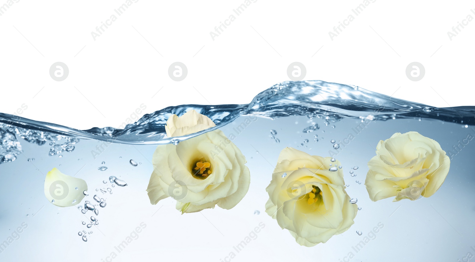 Image of Beautiful white Eustoma flower buds in water on white background