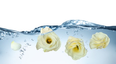 Beautiful white Eustoma flower buds in water on white background