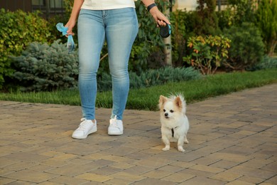 Woman with poo bag walking her cute Chihuahua dog outdoors, closeup