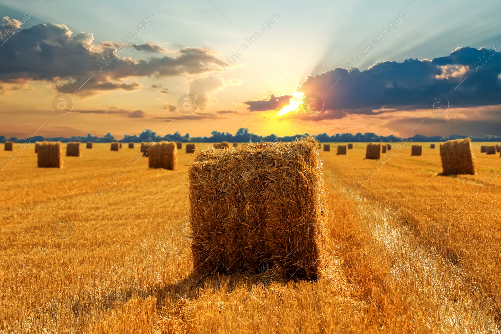 Image of Hay bales in golden field under beautiful sky at sunset