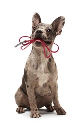 Image of Adorable French bulldog holding leash in mouth on white background