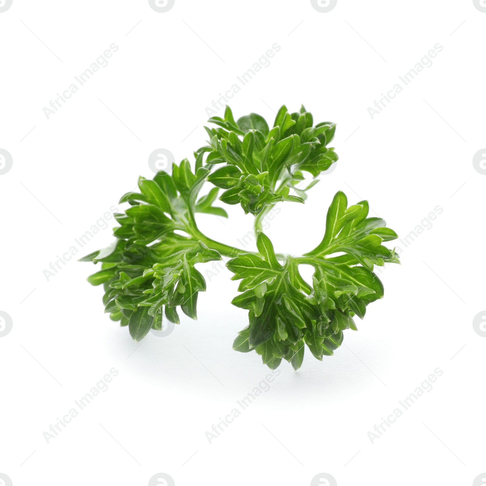 Photo of Fresh green parsley on white background