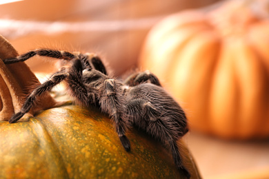 Photo of Striped knee tarantula on pumpkin indoors, closeup. Halloween celebration