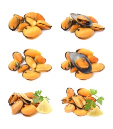 Set with tasty cooked mussels on white background 