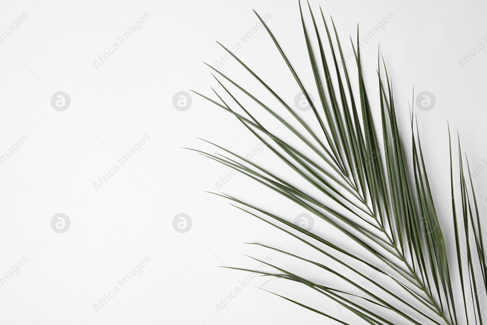 Photo of Leaf of tropical palm tree on white background, top view