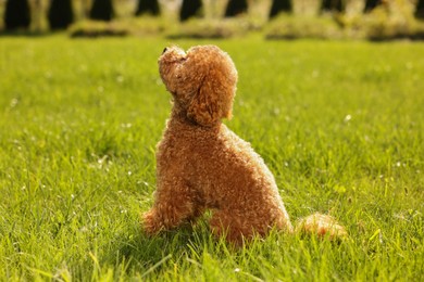 Cute Maltipoo dog on green lawn outdoors