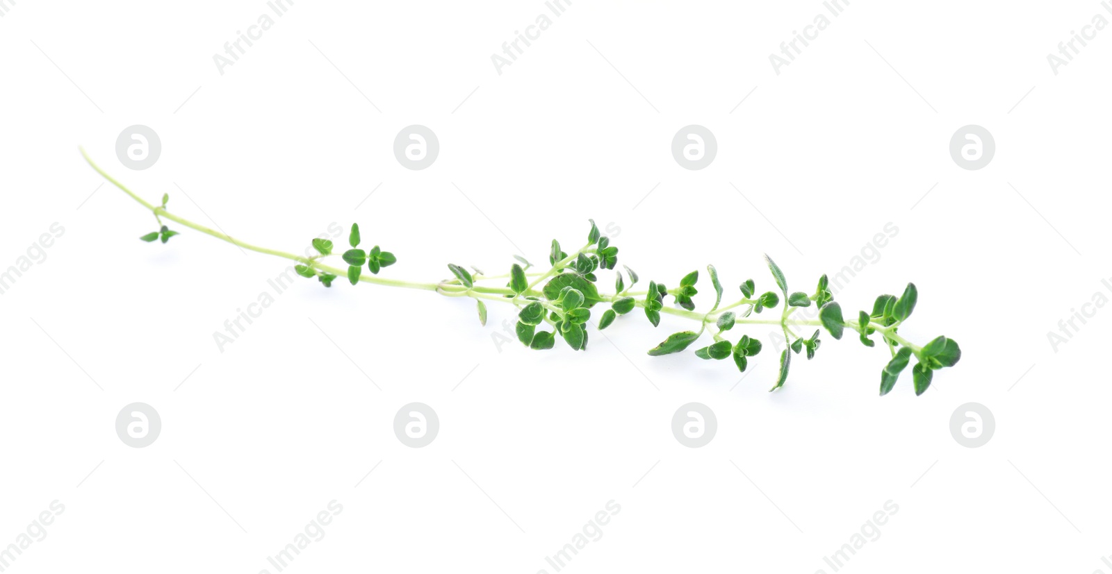 Photo of Aromatic green thyme sprig isolated on white. Fresh herb