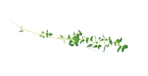 Aromatic green thyme sprig isolated on white. Fresh herb