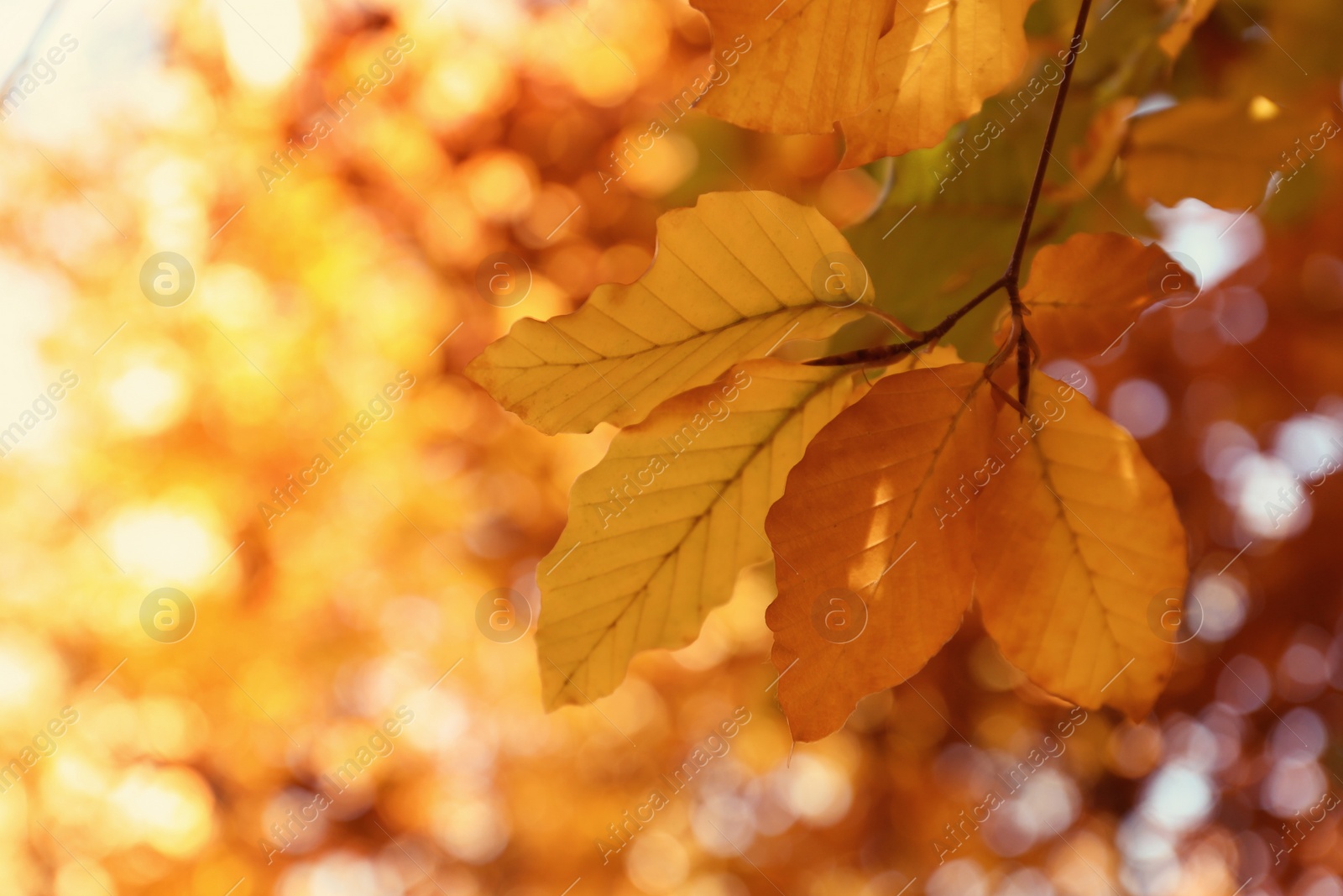 Photo of Tree twig with bright leaves on sunny autumn day