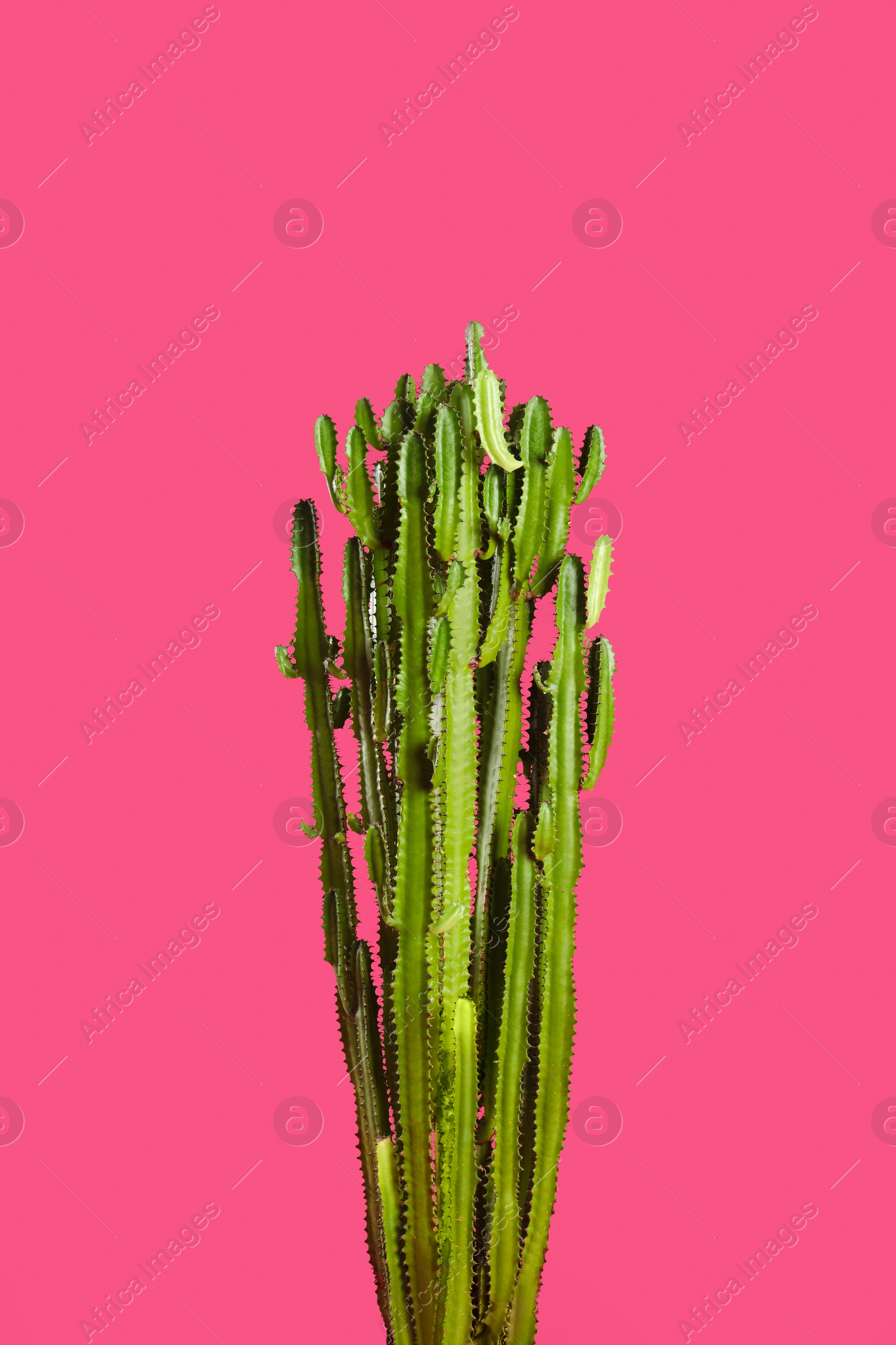 Photo of Beautiful cactus on pink background. Tropical plant