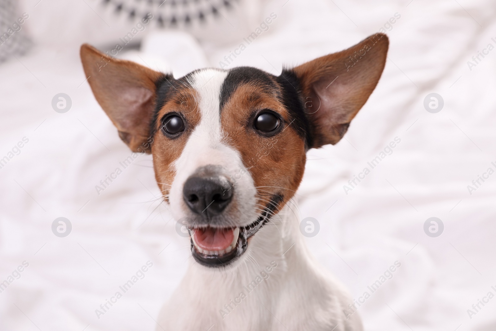 Photo of Cute Jack Russel Terrier at home. Adorable pet