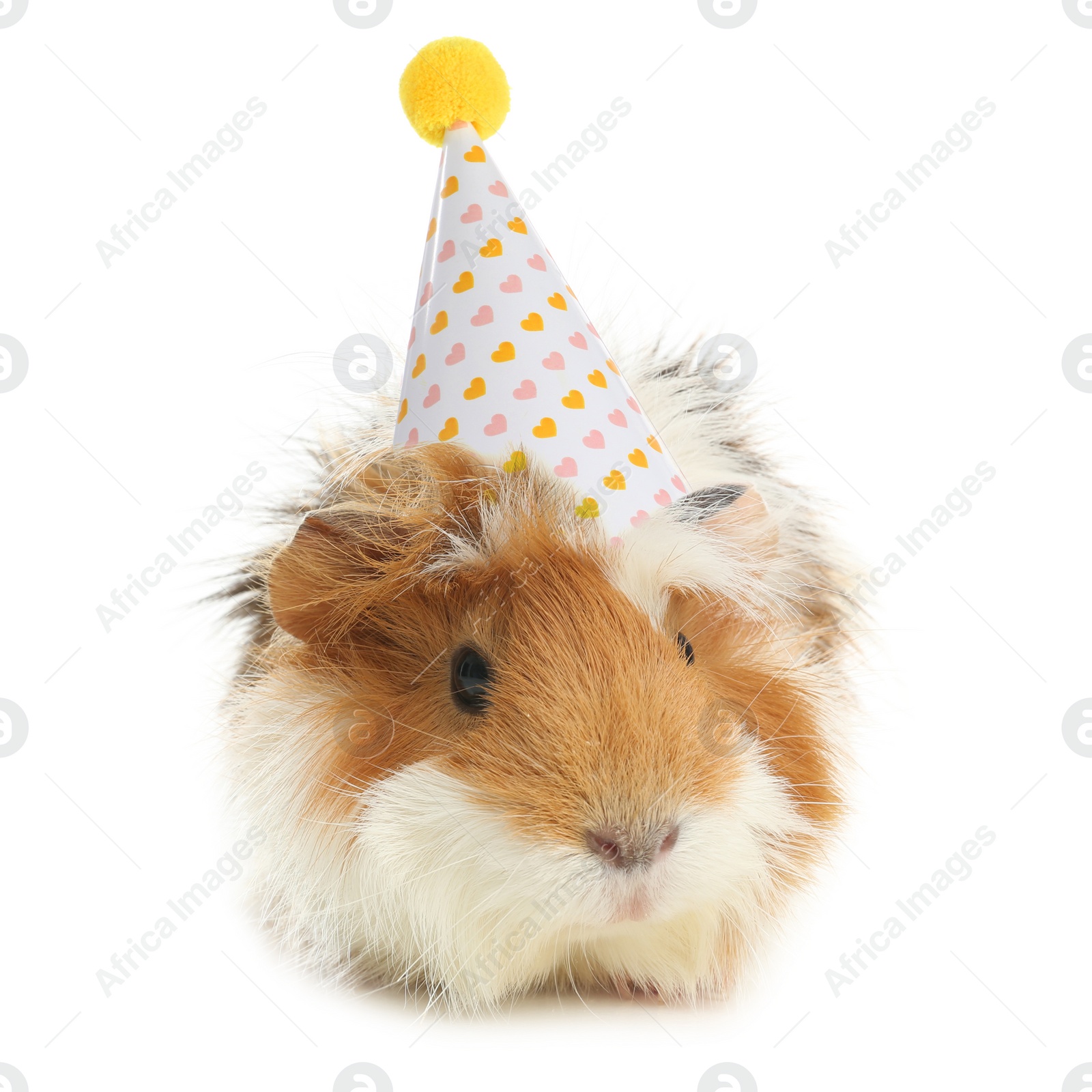 Image of Cute guinea pig with party hat on white background