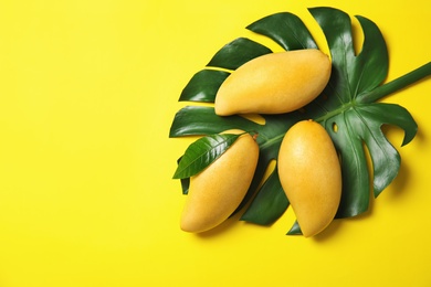 Flat lay composition with mango fruits on color background. Space for text