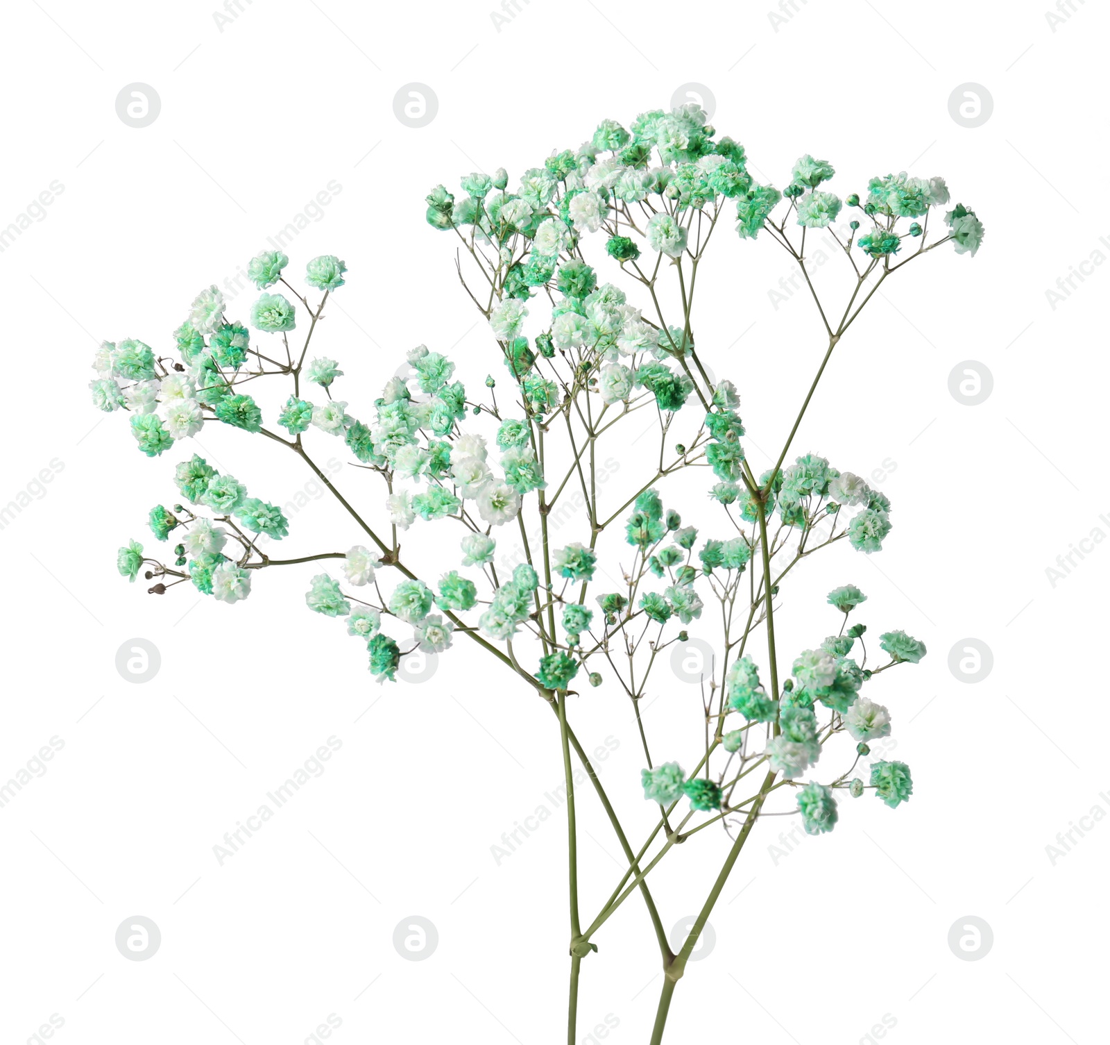 Photo of Beautiful colorful gypsophila flowers on white background