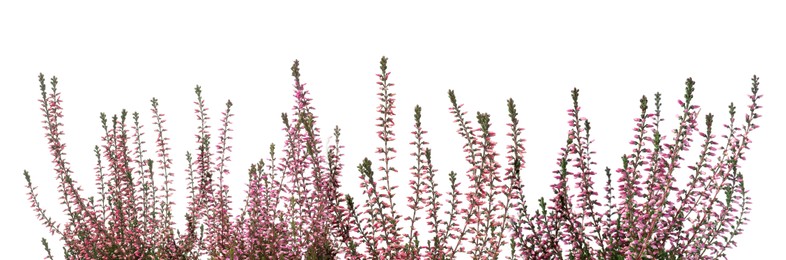 Image of Heather with beautiful flowers on white background. Banner design