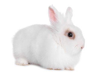 Photo of Fluffy rabbit on white background. Cute pet