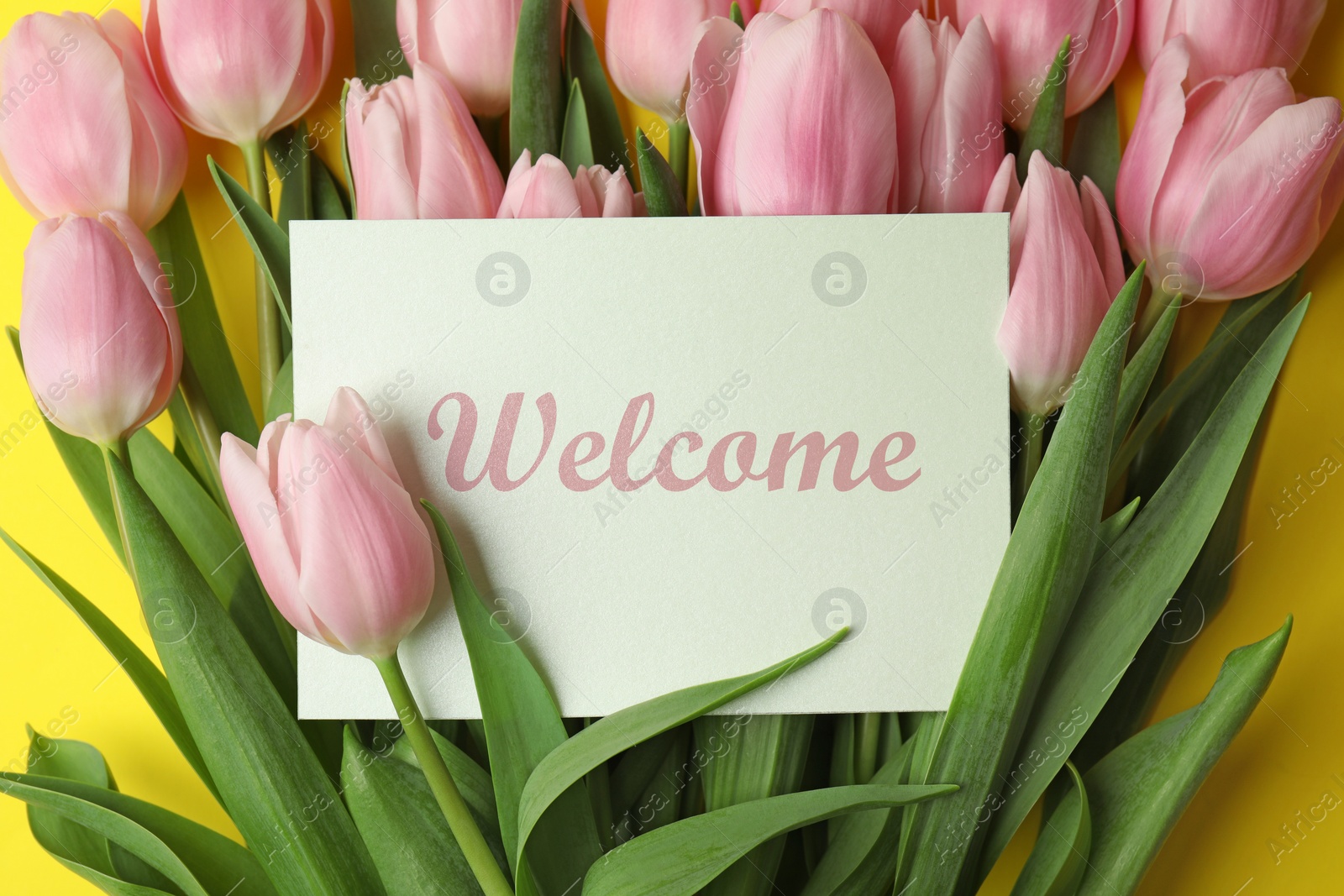 Image of Welcome card among beautiful pink tulips on yellow background, top view