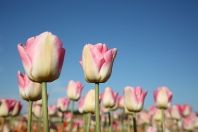 Photo of Beautiful pink tulip flowers against blue sky, low angle view