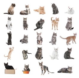 Image of Collage of beautiful cats on white background. Lovely pet