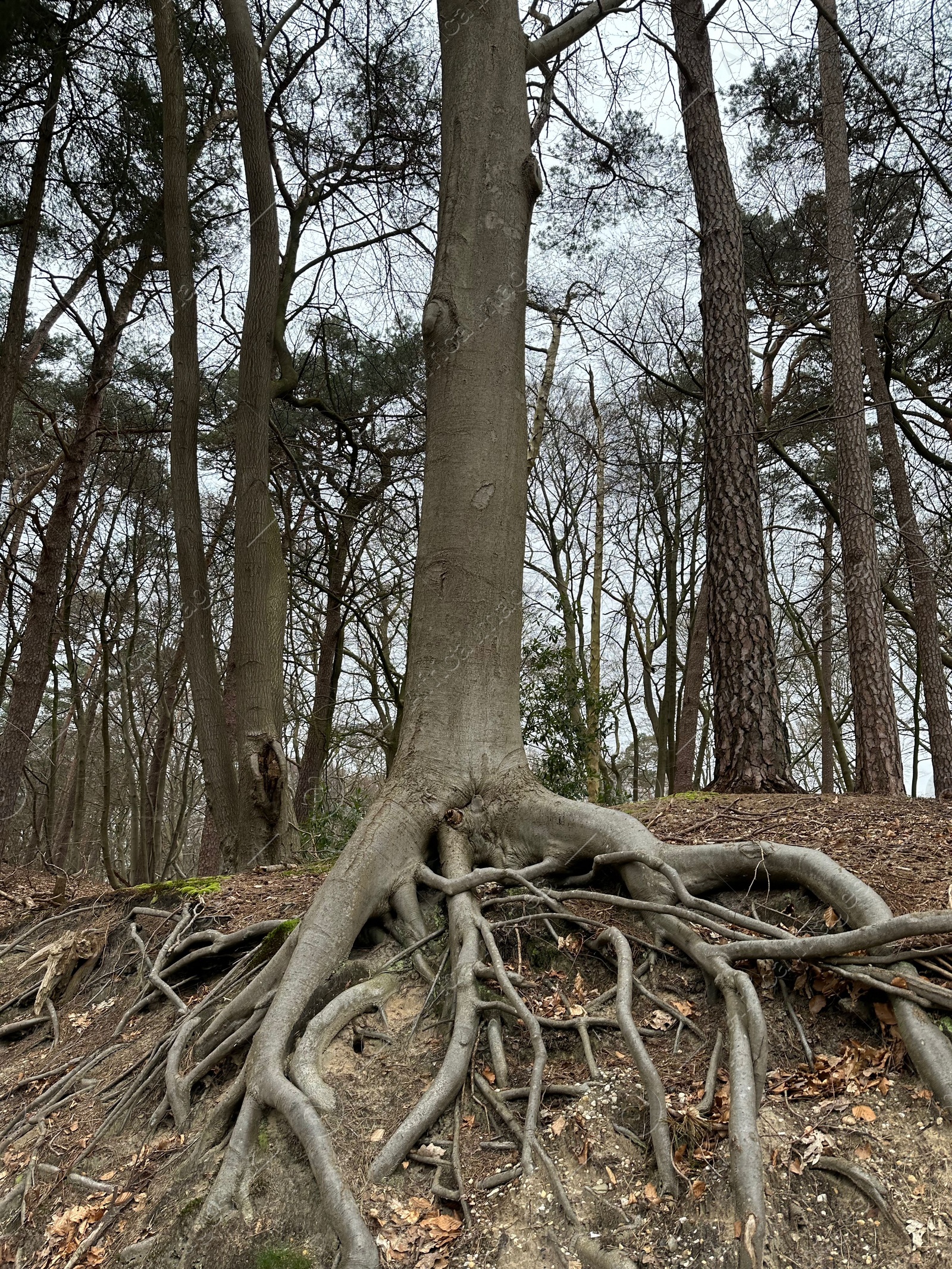 Photo of Tree with roots showing above ground in forest, low angle view