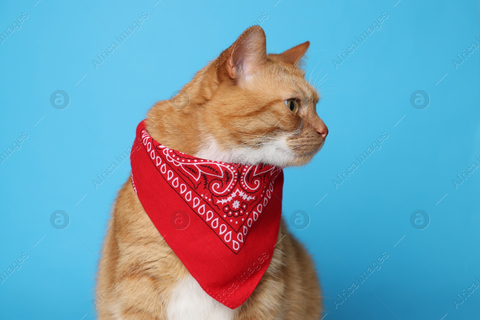 Photo of Cute ginger cat with bandana on light blue background. Adorable pet