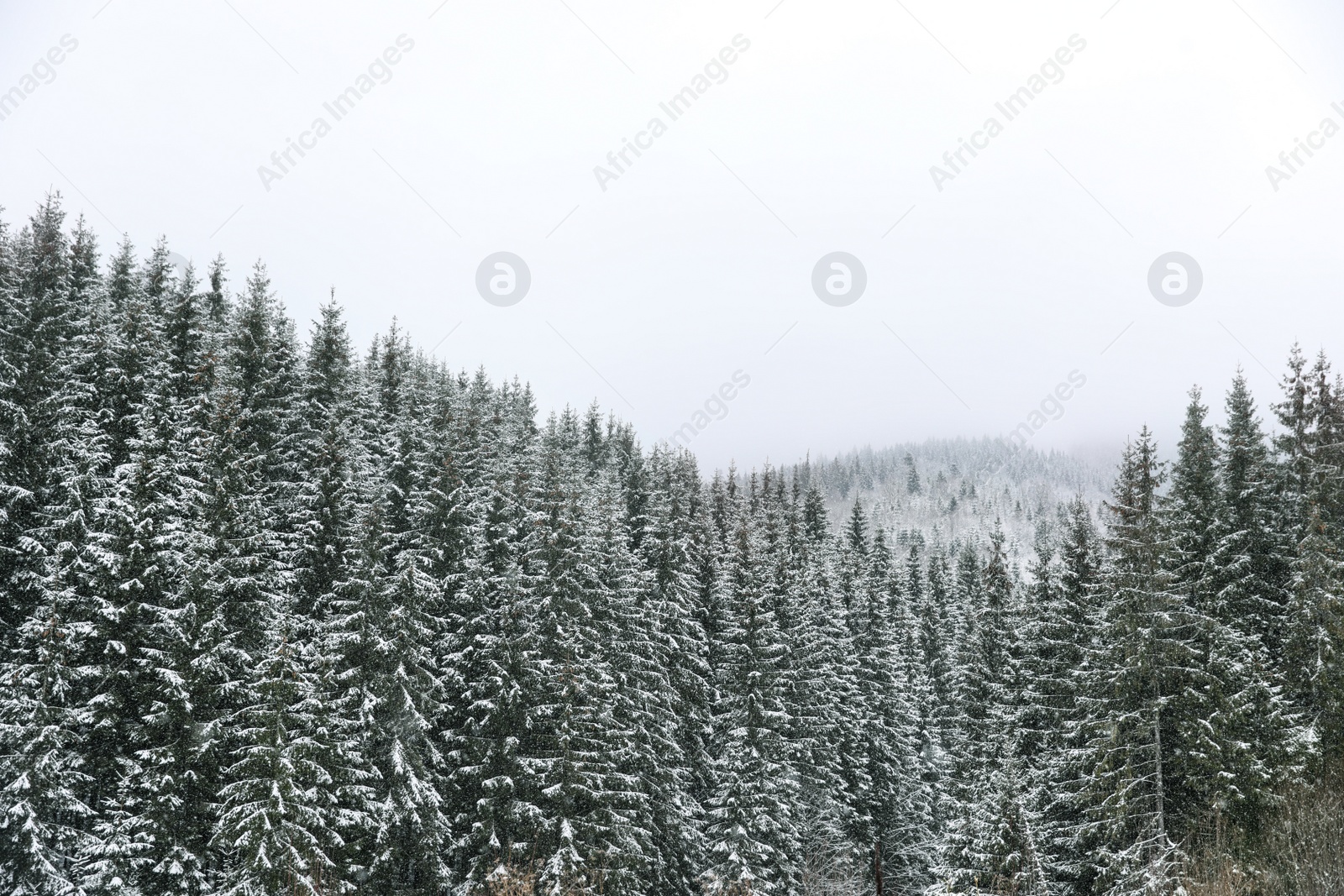 Photo of Beautiful view of conifer forest on snowy winter day