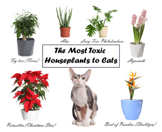 Set of house plants poisonous to cats and kitten on white background