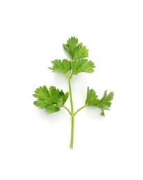 Fresh green organic parsley on white background