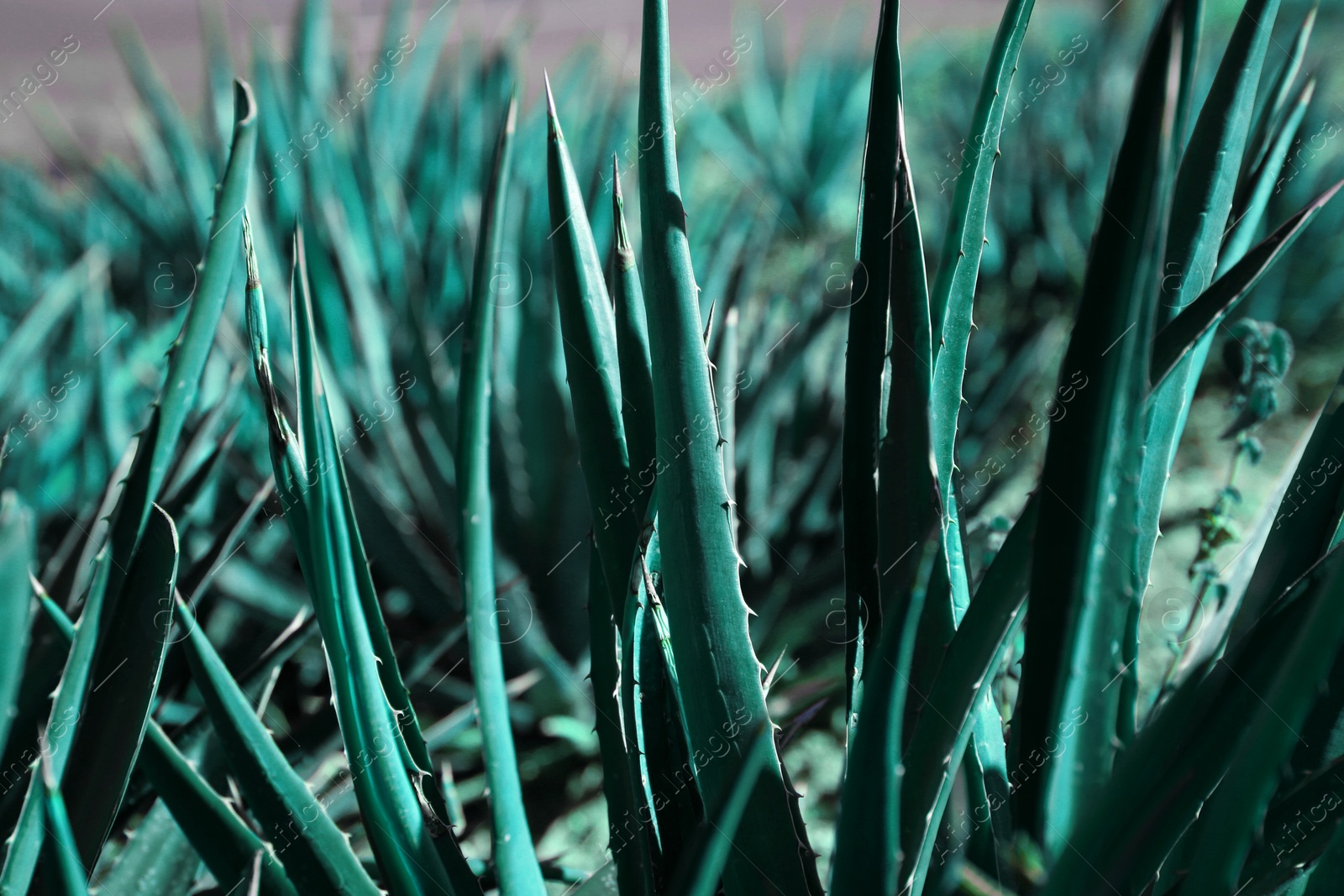 Photo of Closeup view of beautiful Agave plant growing outdoors