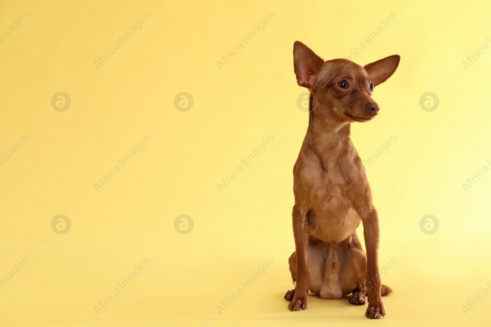 Photo of Cute toy terrier on color background, space for text. Domestic dog