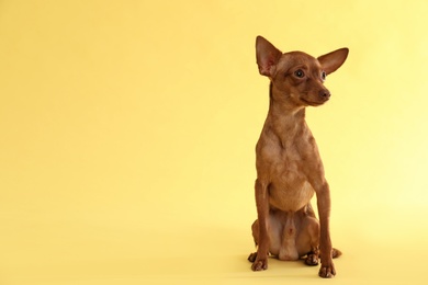 Photo of Cute toy terrier on color background, space for text. Domestic dog