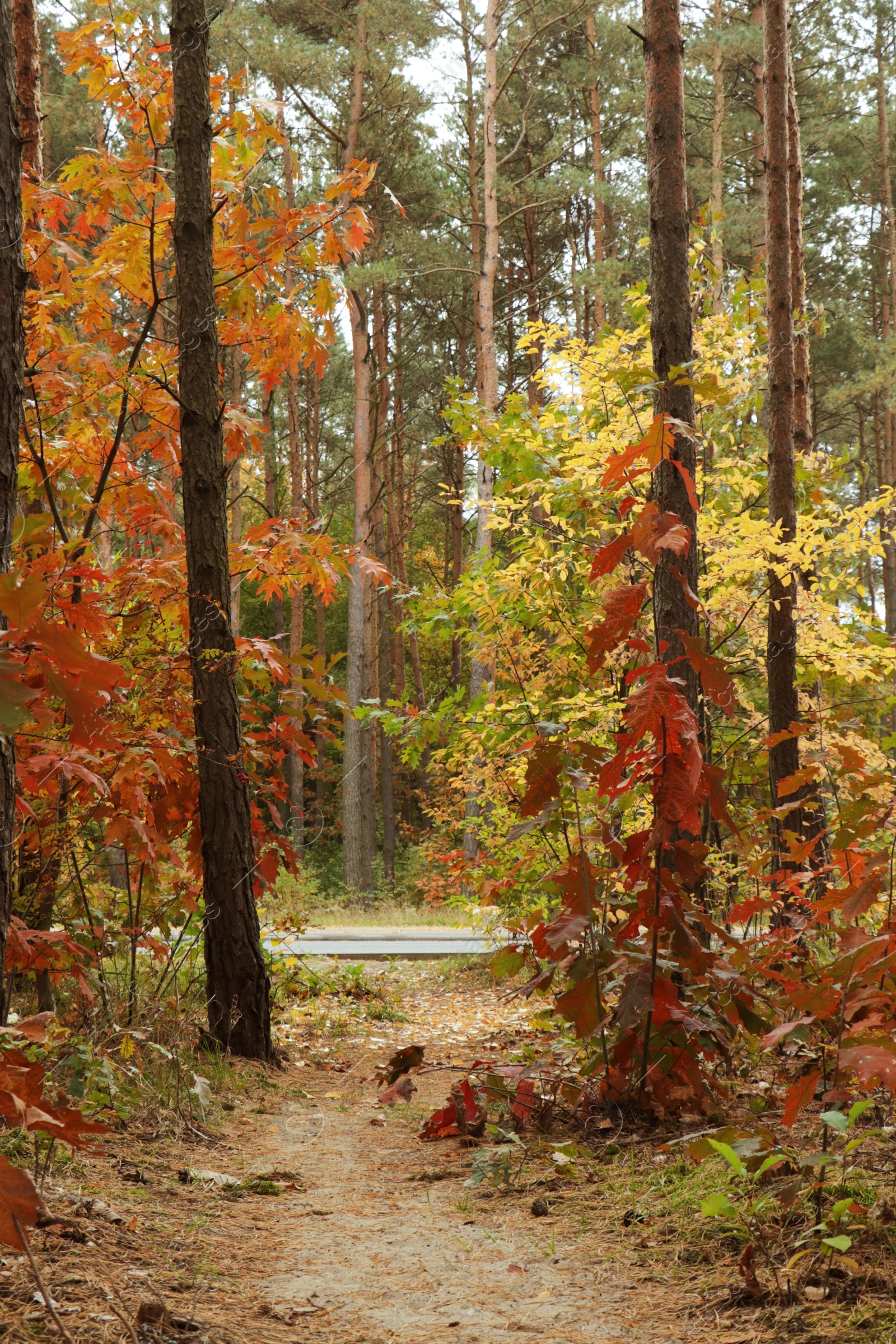 Photo of Trail and beautiful trees in forest. Autumn season