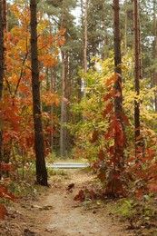 Photo of Trail and beautiful trees in forest. Autumn season