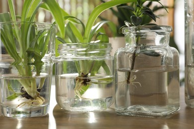 Exotic house plants in water on wooden table, closeup