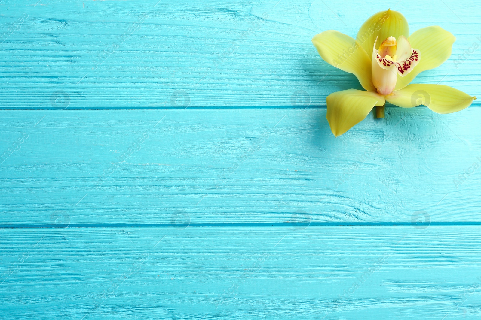 Photo of Beautiful tropical orchid flower on blue wooden background, top view. Space for text