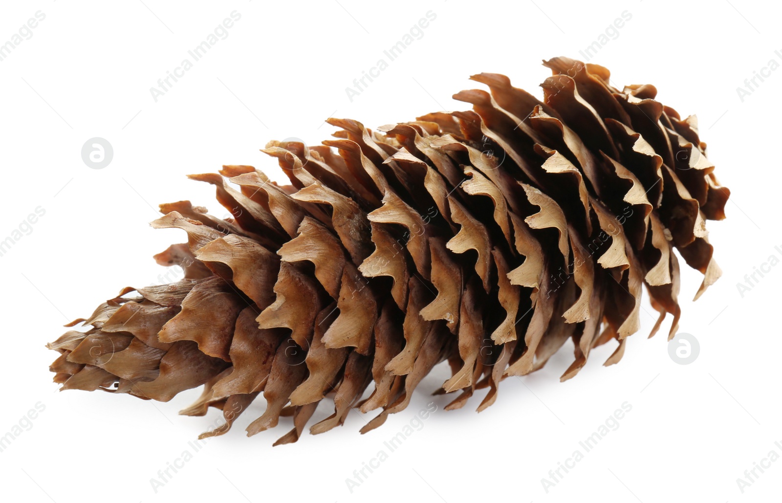 Photo of Beautiful dry pine cone isolated on white