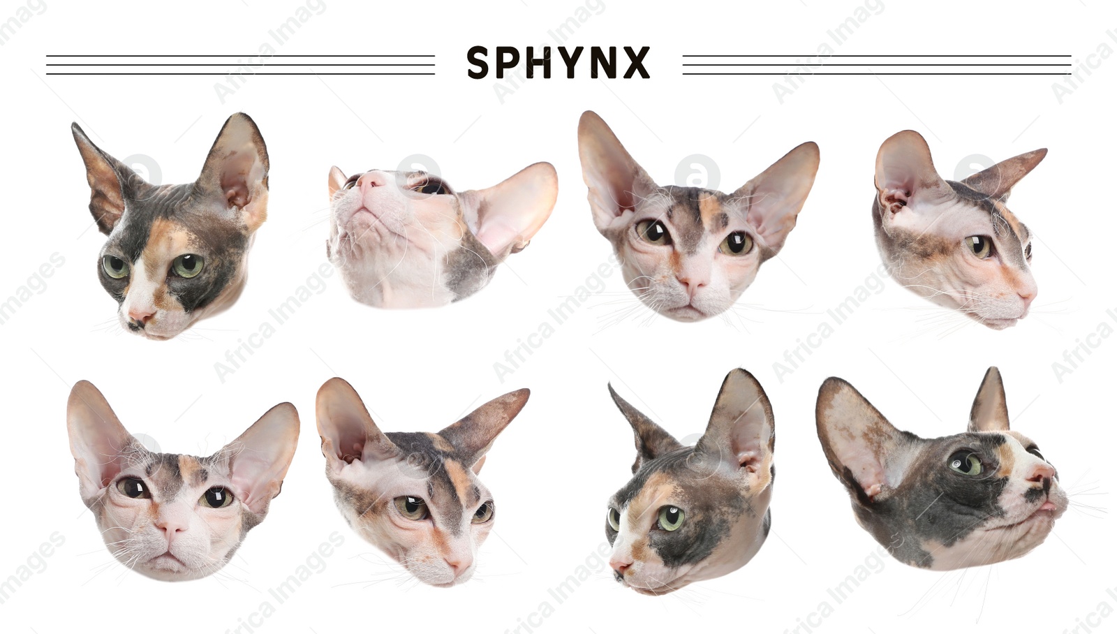 Image of Cute Sphynx cats on white background, collage. Banner design