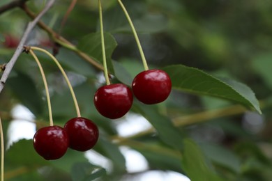 Photo of Closeup view of cherry tree with ripe red berries outdoors. Space for text