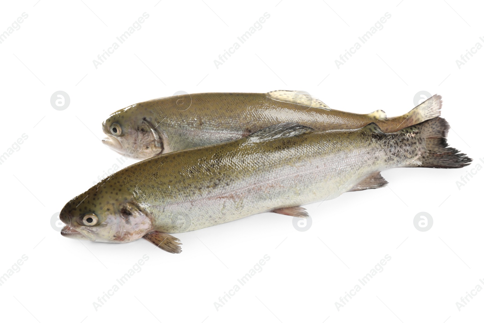 Photo of Raw cutthroat trout fish isolated on white