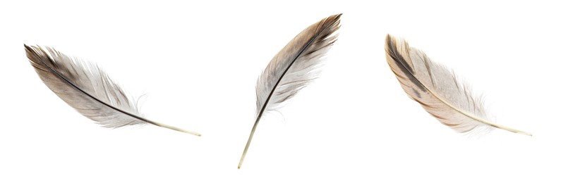 Image of Set with beautiful feathers on white background