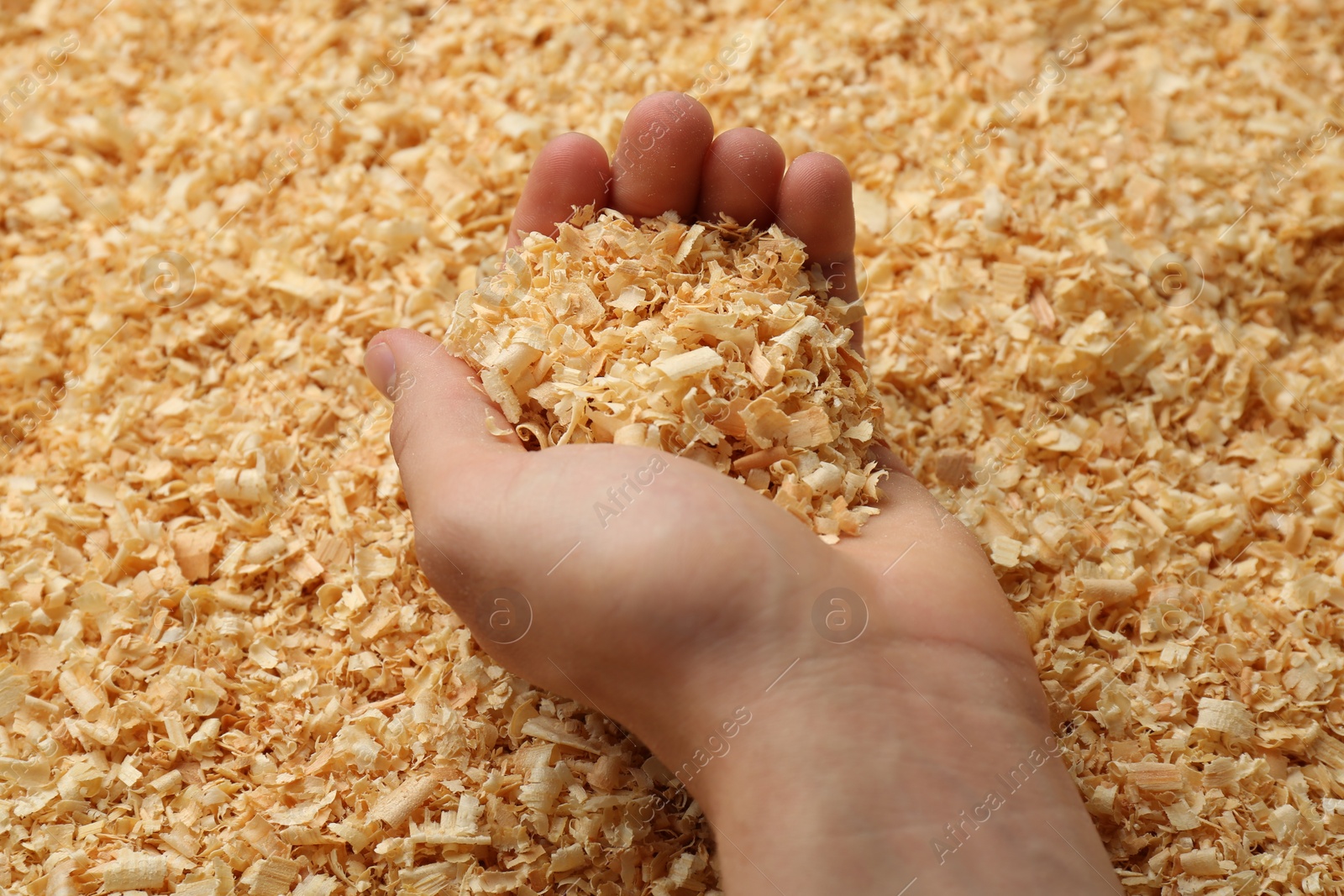 Photo of Woman holding dry natural sawdust, closeup view