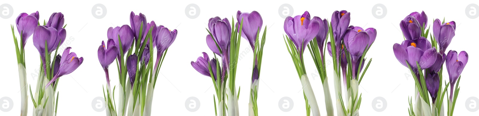 Image of Set of beautiful crocuses on white background, banner design. Spring flowers