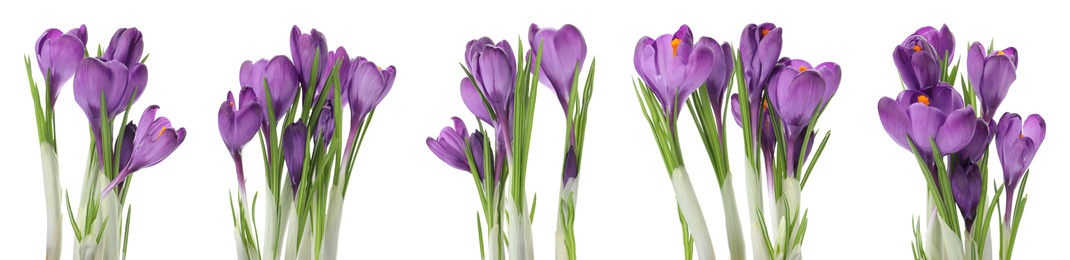 Image of Set of beautiful crocuses on white background, banner design. Spring flowers