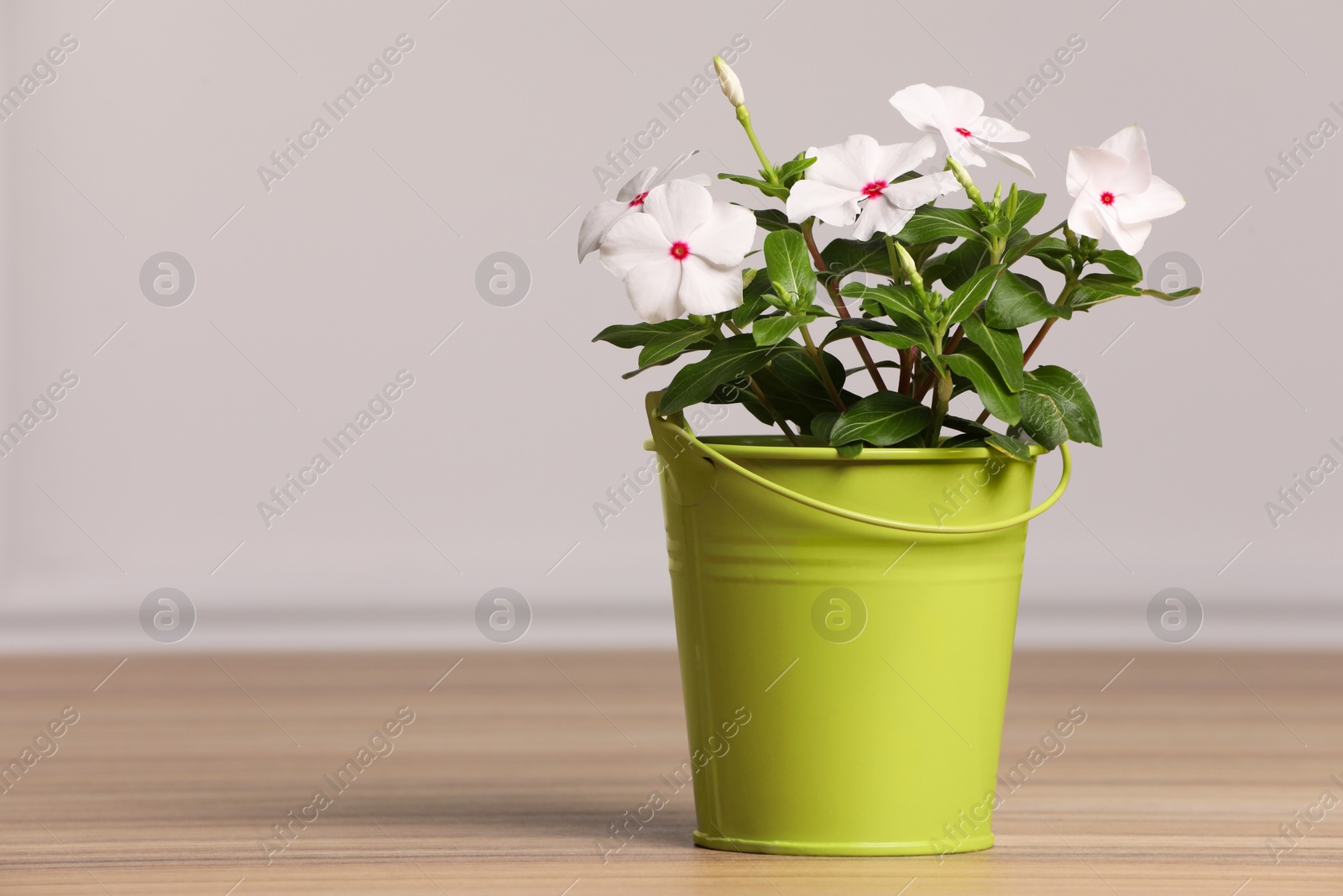 Photo of Beautiful potted catharanthus flower on wooden table near light wall, space for text